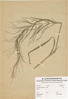 藏品(千金子)的圖片